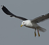 1cy fuscus in August, ringed in Finland. (81365 bytes)